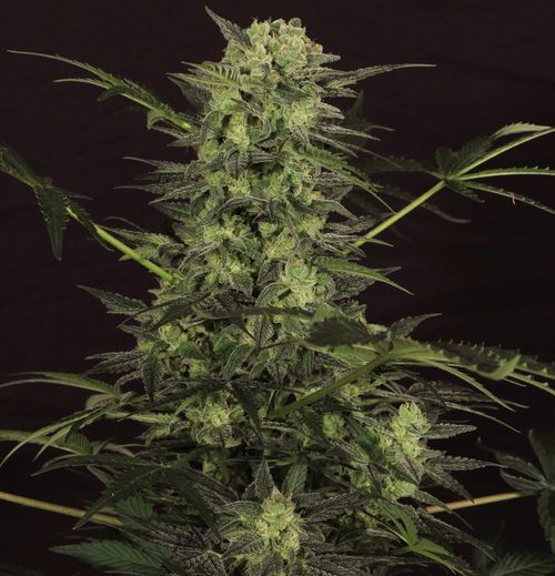 MK-Ultra Kush Auto Feminised Seeds - 10+2