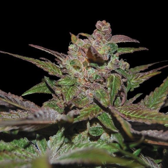 Purple Wreck Auto Feminised Seeds - 3