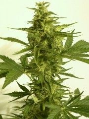 Critical Hog Auto Feminised Seeds - 5+1