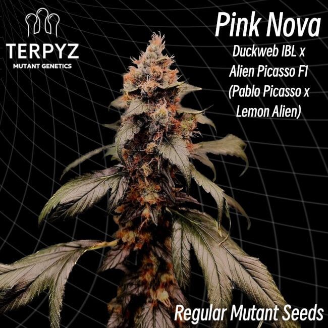 Pink Nova Regular Seeds - 10