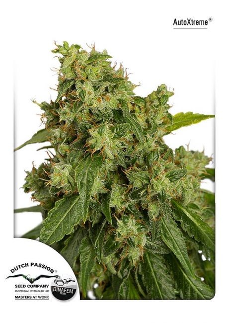 Xtreme Auto Feminised Seeds - 3