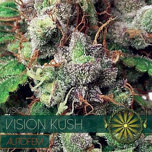 Vision Kush Auto Feminised Seeds - 5