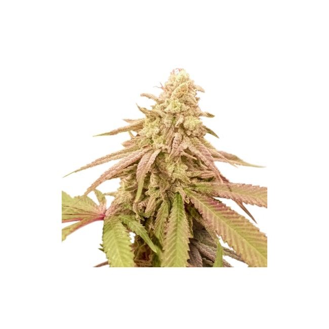 Purple OG Punch Auto Feminised Seeds - 8