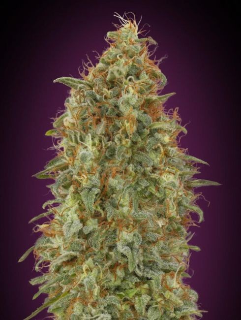 Zkittlez FAST Feminised Seeds - 1