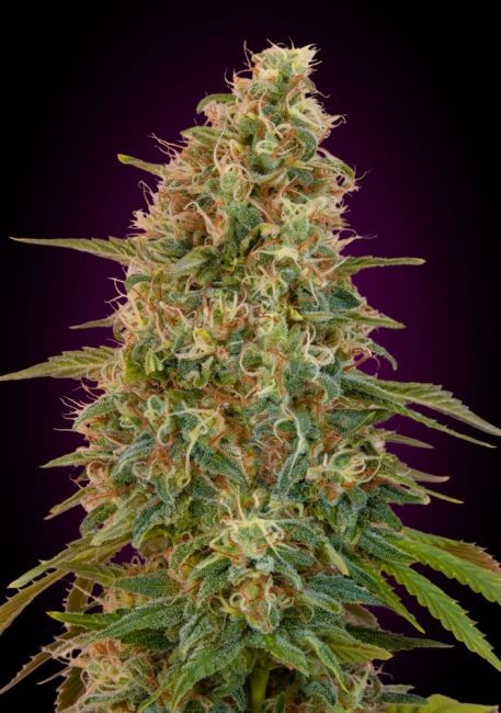 Zkittlez Auto Feminised Seeds - 3