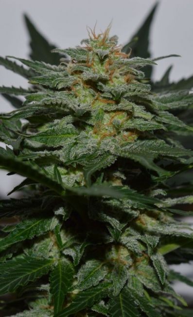 SweetBerry Cough Auto Feminised Seeds - 15