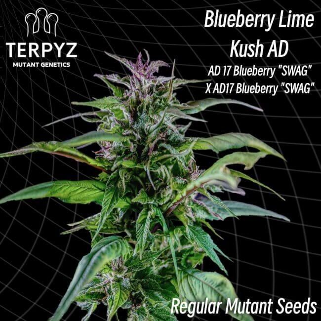 Blueberry Lime Kush AD Regular Seeds - 10