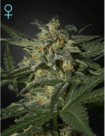 White Widow CBD Auto Feminised Seeds - 10