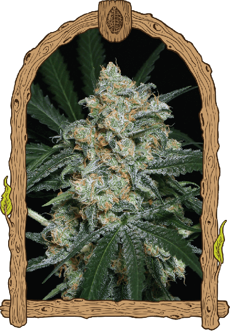 Zkittalicious Auto Feminised Seeds - 10