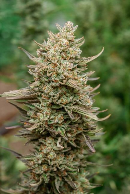 Top Gun Auto Feminised Seeds - 5