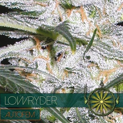 Lowryder Auto Feminised Seeds - 10