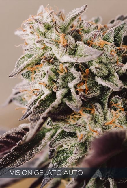 Vision Gelato Auto Feminised Seeds - 5