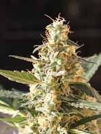 Cream Auto Feminised Seeds - 9