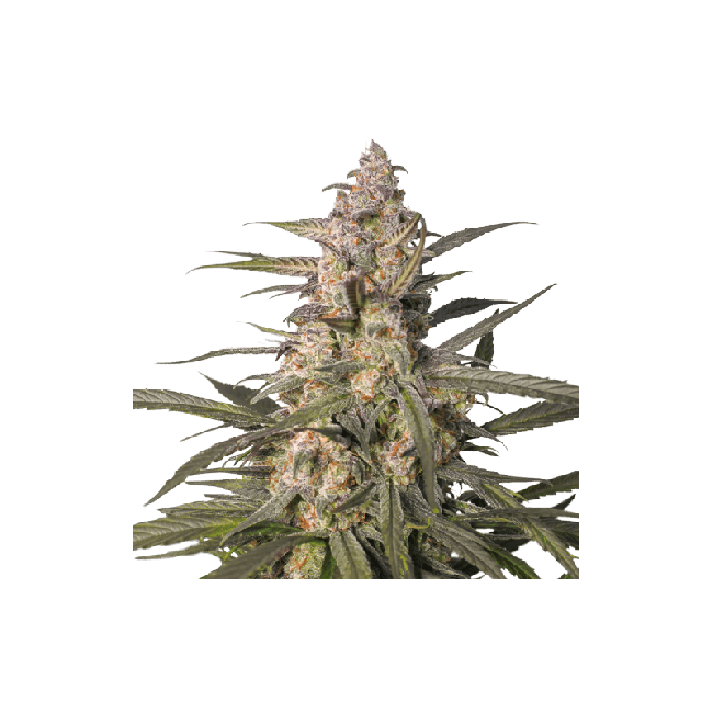 Northern Dragon Fuel Auto Feminised Seeds - 3