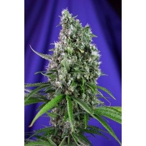 Sweet Trainwreck Auto Feminised Seeds - 3