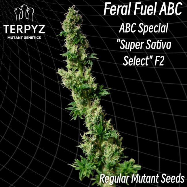 Feral Fuel ABC Regular Seeds - 10