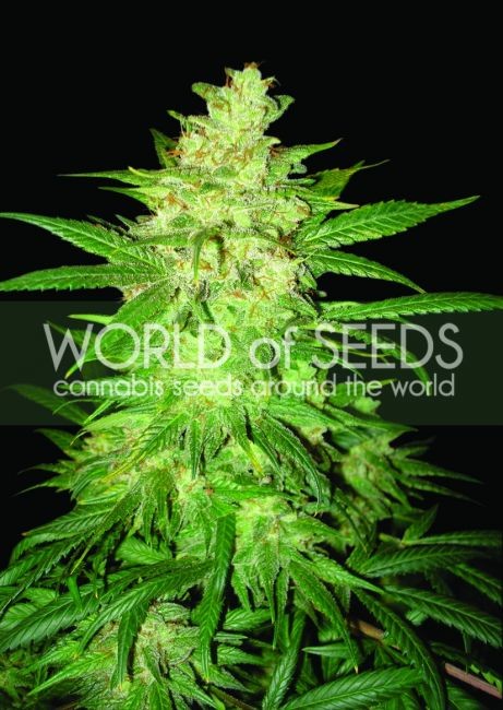 Colombian Gold Ryder (former Sweet Coffee Ryder) Auto Feminised Seeds - 7