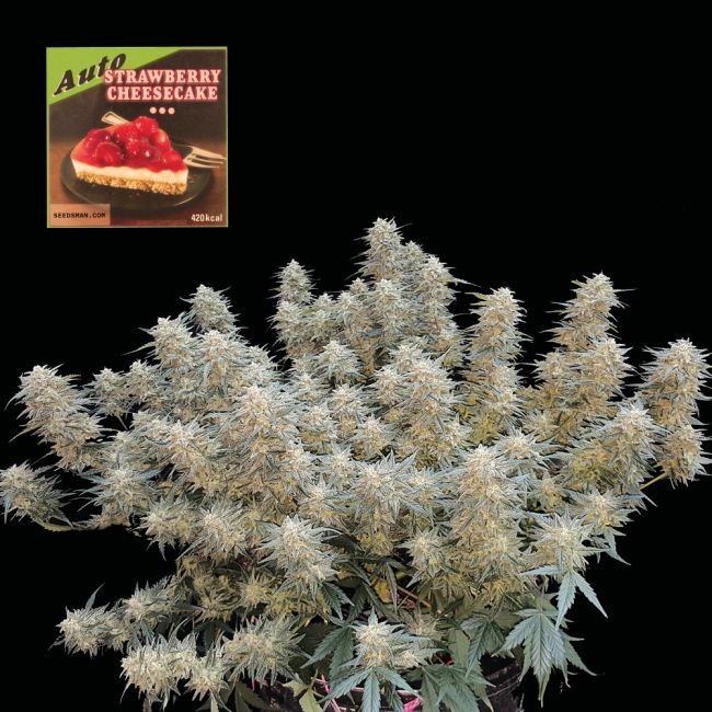 Strawberry Cheesecake Auto Feminised Seeds - 50