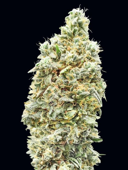 Strawberry Banana FAST Feminised Seeds - 10