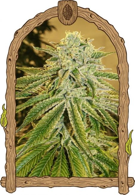 White Banana Auto Feminised Seeds - 5