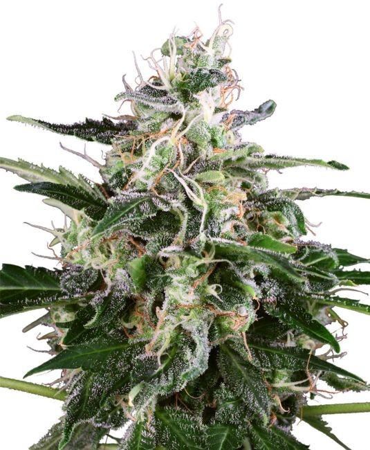 White Skunk Auto Feminised Seeds - 10