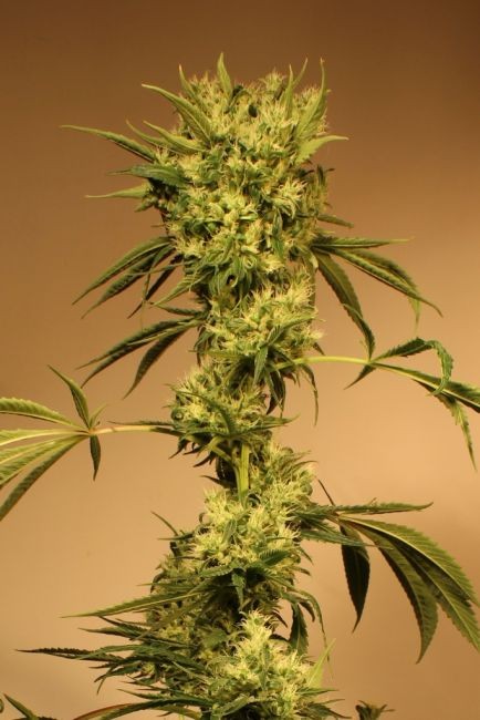 White Jewel Regular Seeds - 10