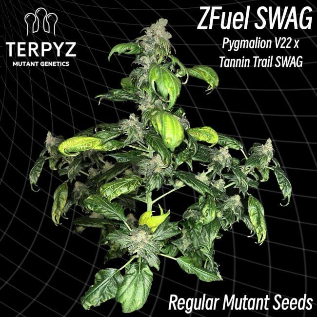 Zfuel Swag Regular Seeds - 10