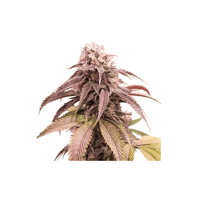 Strawberry Cookies FAST Feminised Seeds - 8