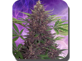 Purple Kush Auto Feminised Seeds - 3