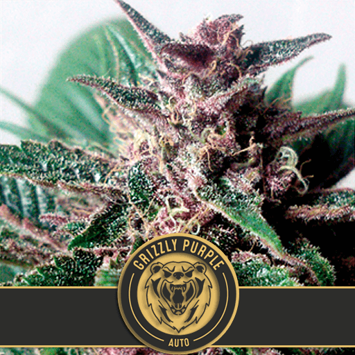 Grizzly Purple Auto Feminised Seeds - 9