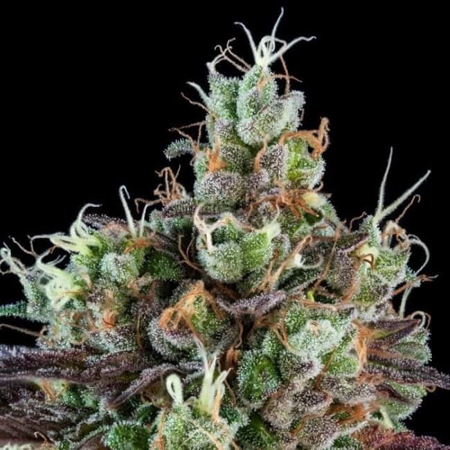 Sour Ripper Auto Feminised Seeds - 3