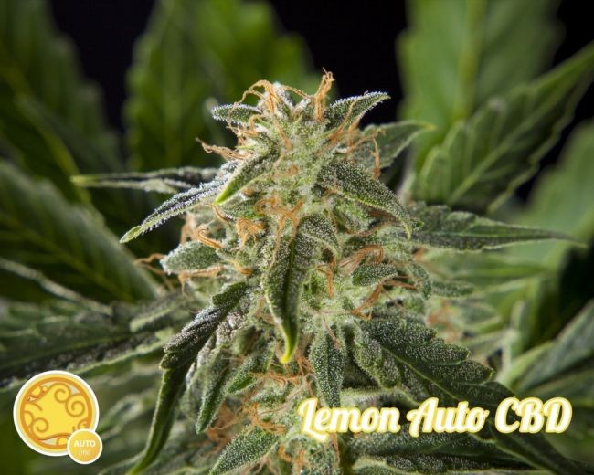 Lemon CBD Auto Feminised Seeds - 3