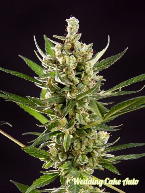 Wedding Cake Auto Feminised Seeds - 3