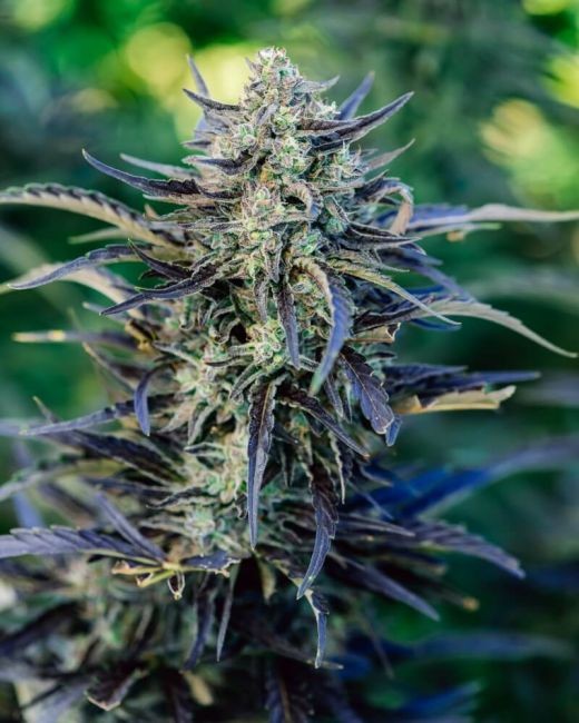 Fog Dog Auto Feminised Seeds - 5+2