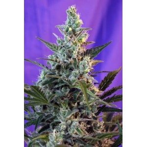 Sweet Skunk Auto Feminised Seeds - 5