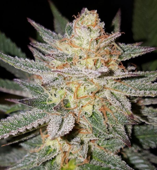 Sour Grape Regular Seeds - 20