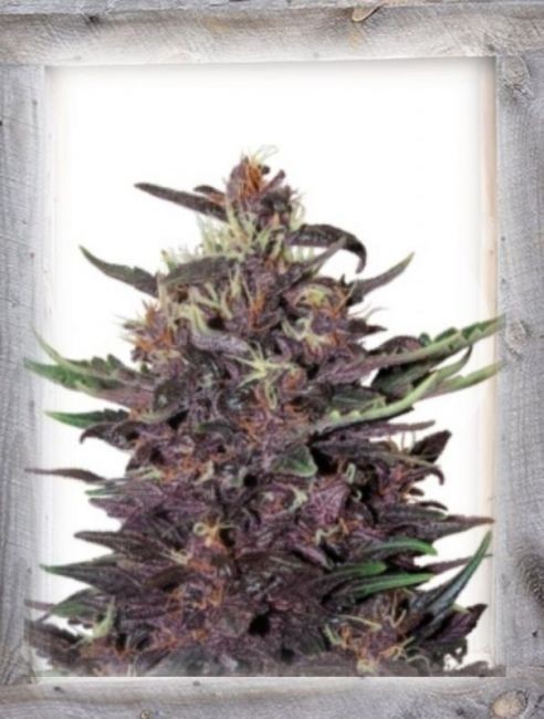 Violet Kush Auto Feminised Seeds - 5