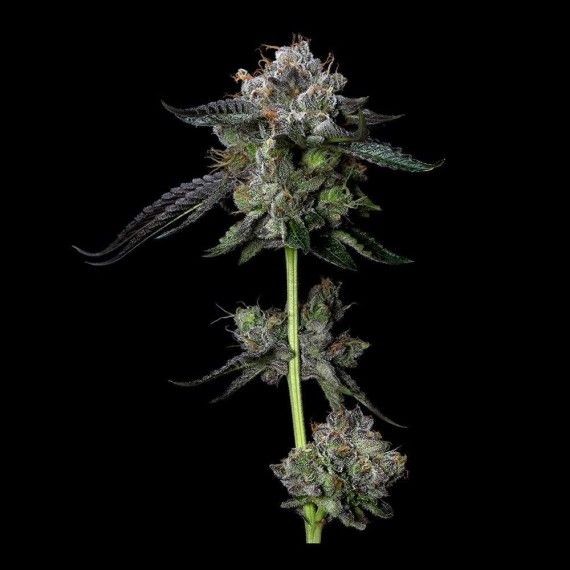 Four Prophets Regular Seeds - 6