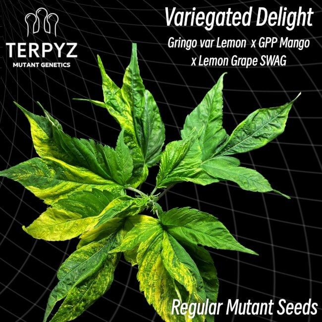 Variegated Delight Regular Seeds - 10