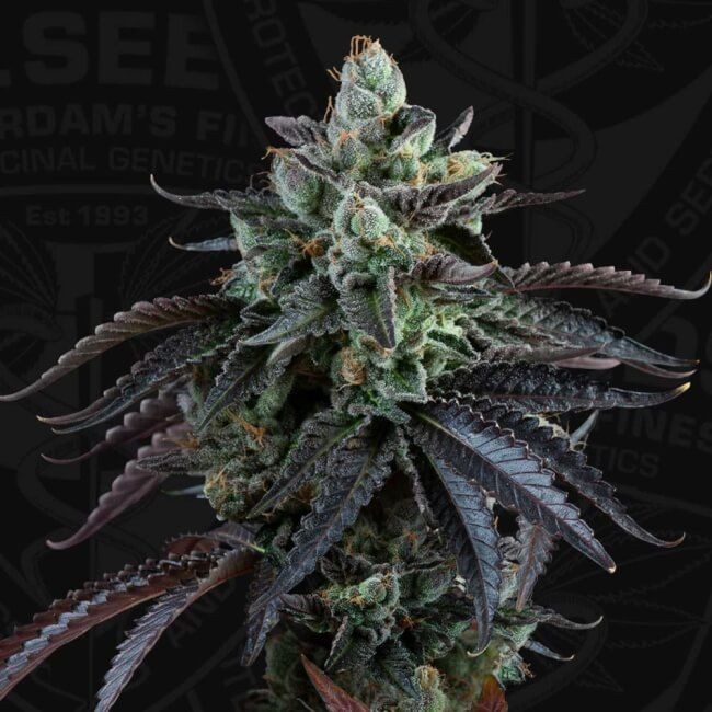 French Macaron Auto Feminised Seeds - 6+1