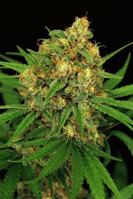 Tangerine Kush Regular Seeds - 5