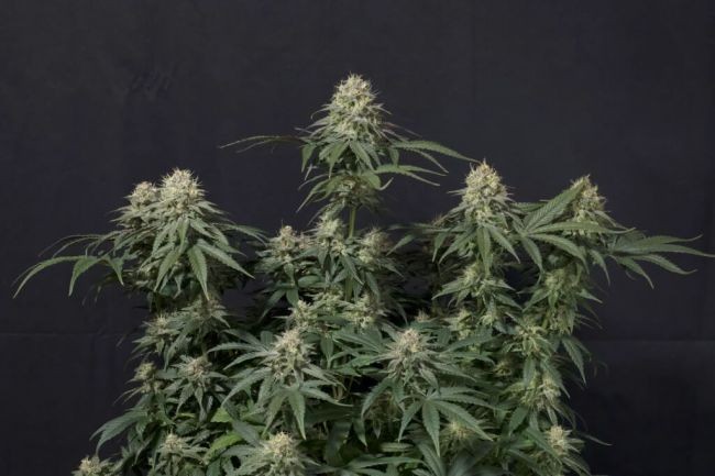 Tropicana Cookies FAST Feminised Seeds - 3