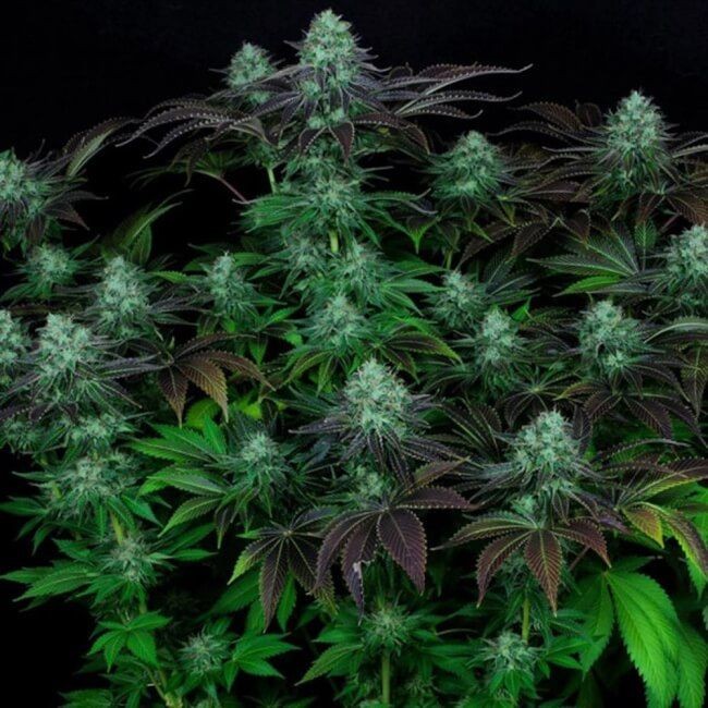 Dark Star Regular Seeds - 5+1