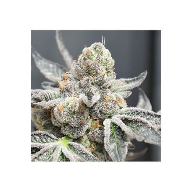 Radical Juice Auto Feminised Seeds - 3