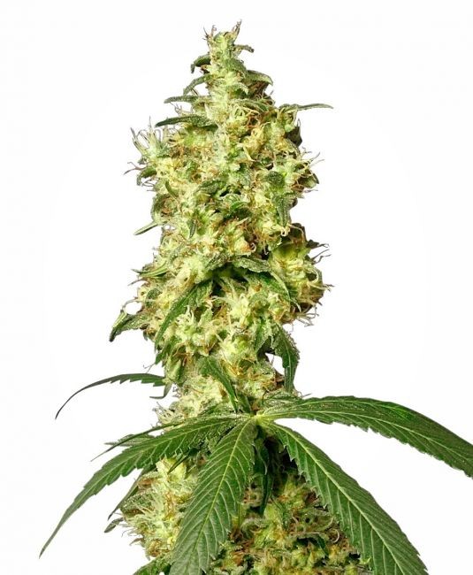 White Widow Auto Feminised Seeds - 3