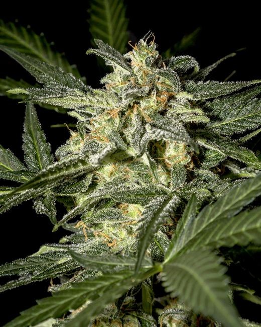 White Widow Auto Feminised Seeds - 3