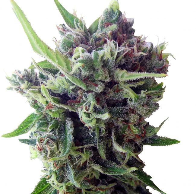 Zamaldelica Auto Feminised Seeds - 3