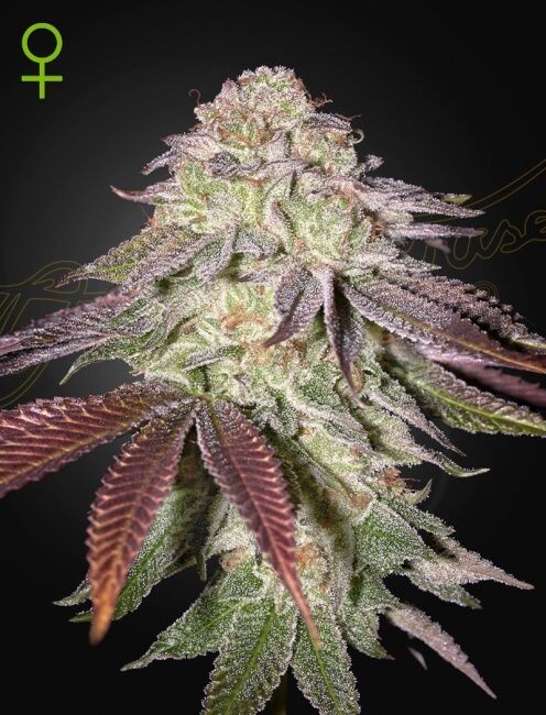 Sugarlato Auto Feminised Seeds - 5