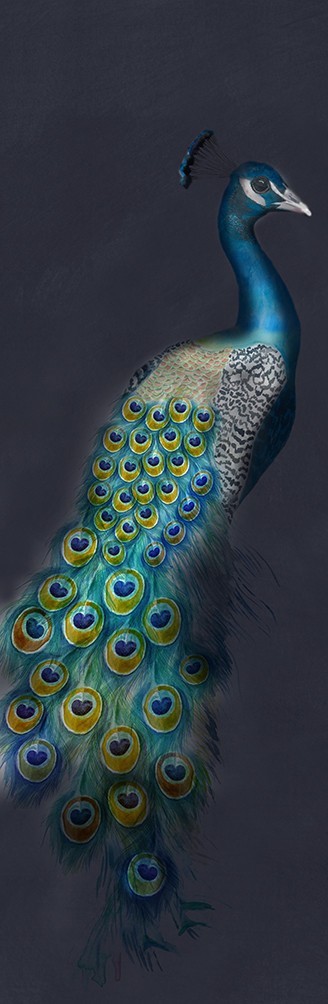 Posterdruck "Peacock"