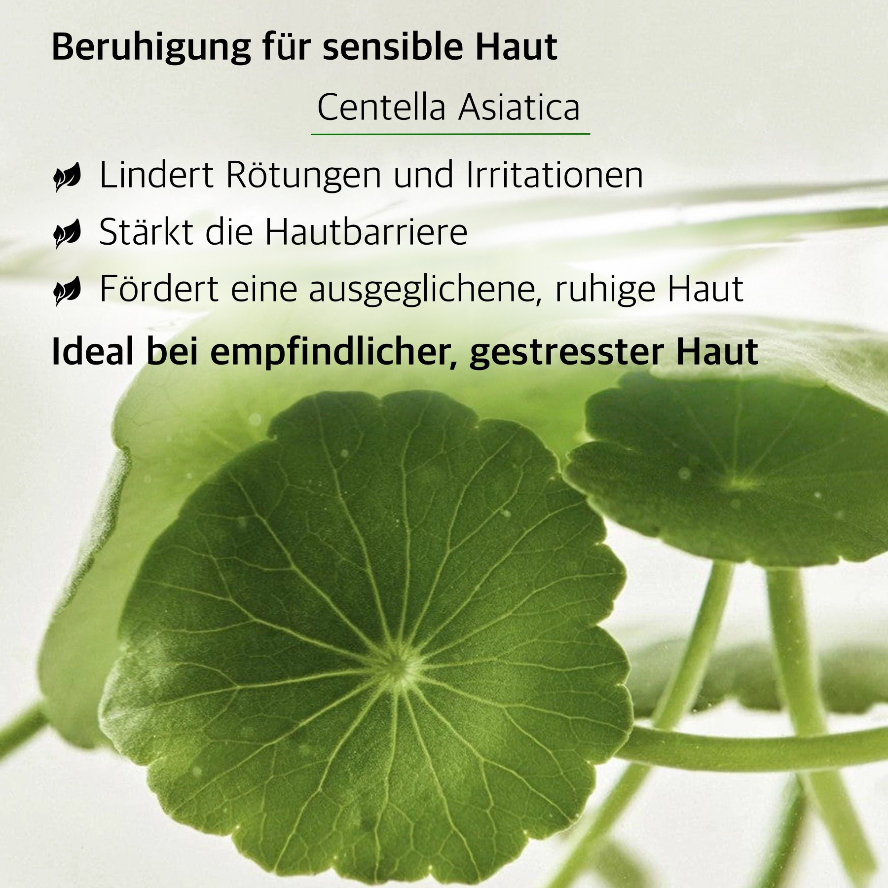 Hautpflege Gesichtsserum Centella + Vitamin C Beauty of Joseon 